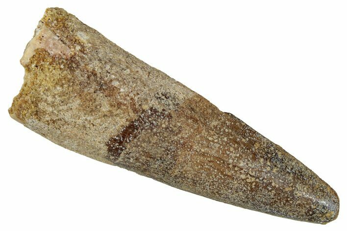 Fossil Spinosaurus Tooth - Real Dinosaur Tooth #354777